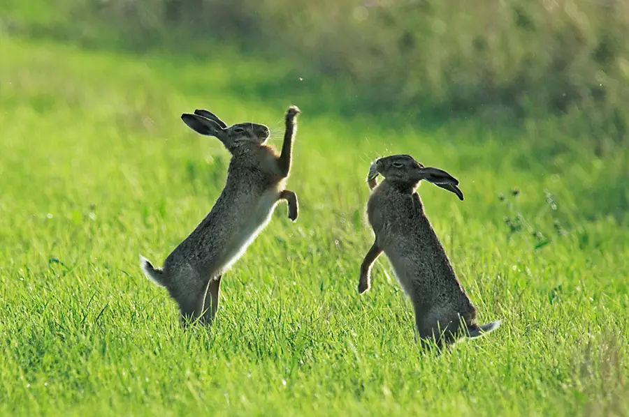 Elmley Nature Reserve Hares - Image Robert Canis